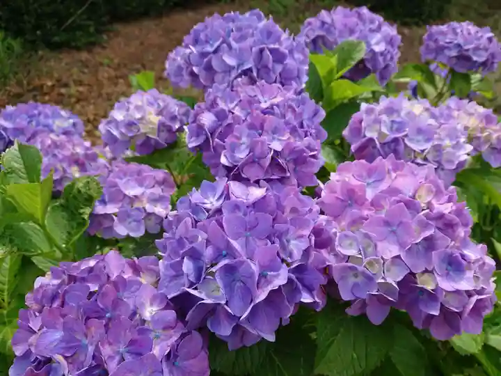 馬頭神明宮の自然