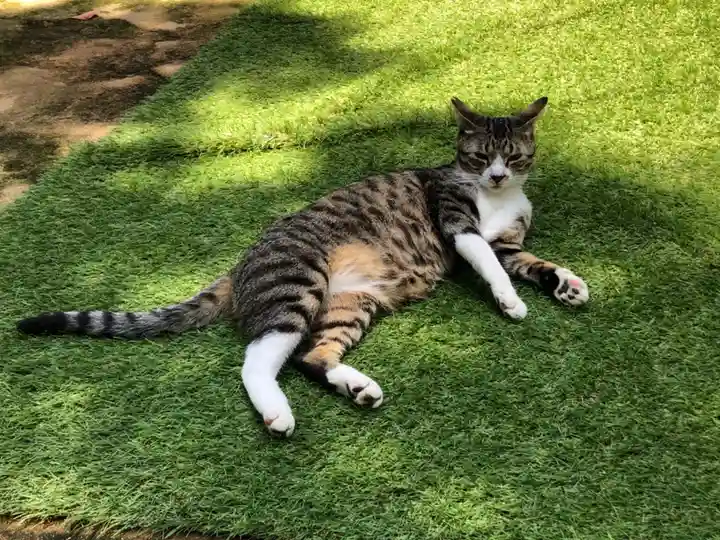 王子神社の動物
