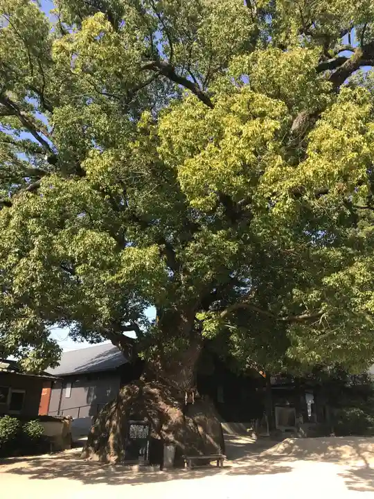 糸碕神社の自然
