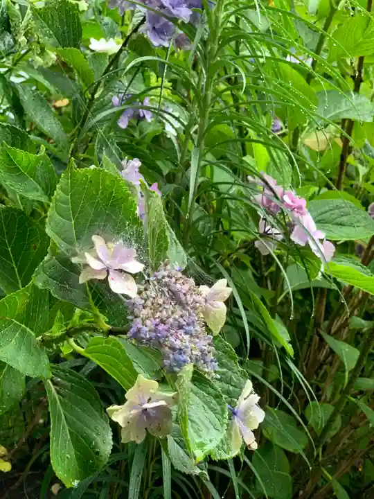 宇奈岐日女神社の自然
