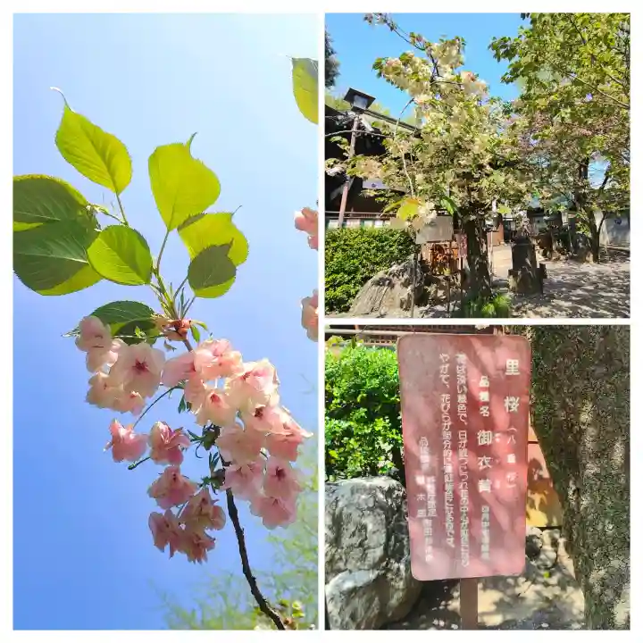 七社神社の{uncategorized: "未分類", other: "その他", undefined: "問題あり", building: "その他建物", grave: "お墓", sacred_gate: "鳥居", guardian: "狛犬", statue: "像", buddha: "仏像", history: "歴史", nature: "自然", garden: "庭園", animal: "動物", pagoda: "塔", temizu: "手水舎", mountain_gate: "山門・神門", sanctuary: "本殿・本堂", subordinate: "末社・摂社", art: "芸術", scenery: "景色", jizo: "地蔵", ema: "絵馬", goshuin: "御朱印", omikuji: "おみくじ", items: "授与品その他", amulet: "お守り", goshuincho: "御朱印帳", eats: "食事", festival: "お祭り", votive_dance: "神楽", shichigosan: "七五三参", wedding: "結婚式", experience: "体験その他", initially: "初詣", around: "周辺", anti_infection: "感染症対策"}