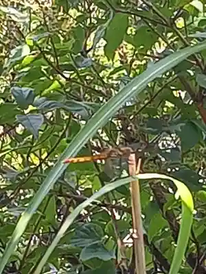 筑波山神社 男体山御本殿(茨城県)