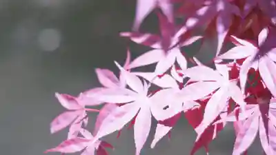 湊川神社(兵庫県)