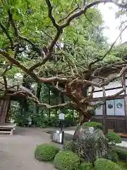 高林寺の自然