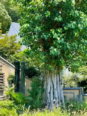 大乗寺(静岡県)