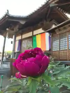 真言宗 善通寺派 薬王寺の自然(2022年04月16日(土) 16時10分45秒投稿)