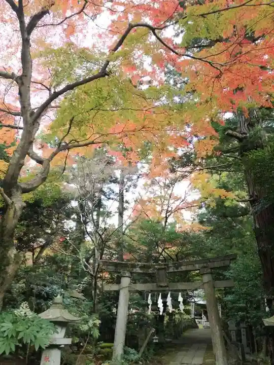 五所駒瀧神社の自然