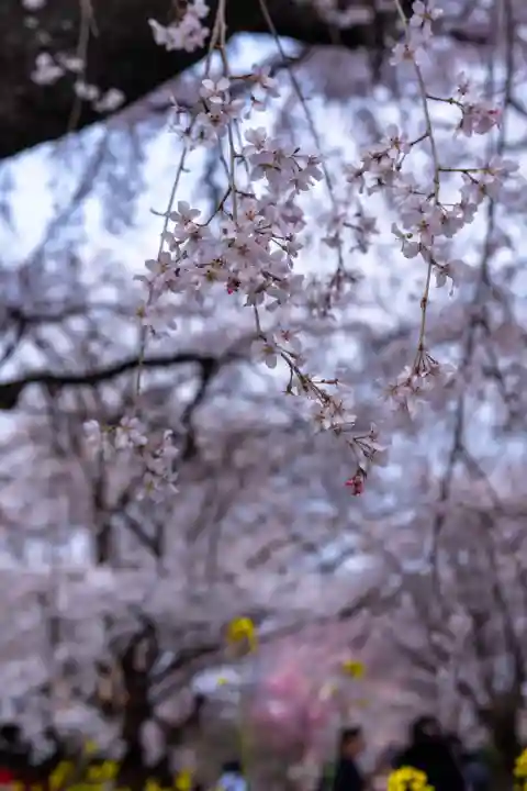 平野神社(京都府)