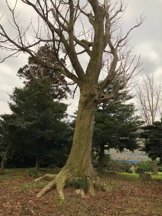 速星神社の自然