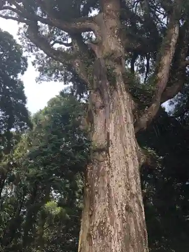 霧島神宮の自然