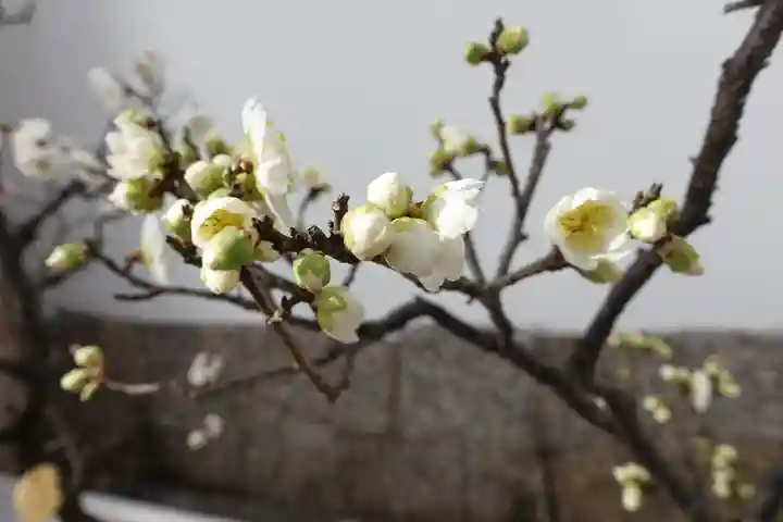 菅原天満宮(菅原神社)の自然