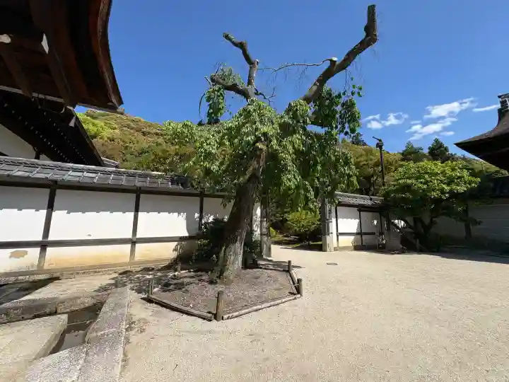 知恩院の{uncategorized: "未分類", other: "その他", undefined: "問題あり", building: "その他建物", grave: "お墓", sacred_gate: "鳥居", guardian: "狛犬", statue: "像", buddha: "仏像", history: "歴史", nature: "自然", garden: "庭園", animal: "動物", pagoda: "塔", temizu: "手水舎", mountain_gate: "山門・神門", sanctuary: "本殿・本堂", subordinate: "末社・摂社", art: "芸術", scenery: "景色", jizo: "地蔵", ema: "絵馬", goshuin: "御朱印", omikuji: "おみくじ", items: "授与品その他", amulet: "お守り", goshuincho: "御朱印帳", eats: "食事", festival: "お祭り", votive_dance: "神楽", shichigosan: "七五三参", wedding: "結婚式", experience: "体験その他", initially: "初詣", around: "周辺", anti_infection: "感染症対策"}