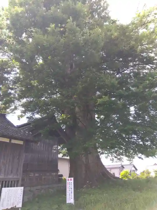 日吉神社の{uncategorized: "未分類", other: "その他", undefined: "問題あり", building: "その他建物", grave: "お墓", sacred_gate: "鳥居", guardian: "狛犬", statue: "像", buddha: "仏像", history: "歴史", nature: "自然", garden: "庭園", animal: "動物", pagoda: "塔", temizu: "手水舎", mountain_gate: "山門・神門", sanctuary: "本殿・本堂", subordinate: "末社・摂社", art: "芸術", scenery: "景色", jizo: "地蔵", ema: "絵馬", goshuin: "御朱印", omikuji: "おみくじ", items: "授与品その他", amulet: "お守り", goshuincho: "御朱印帳", eats: "食事", festival: "お祭り", votive_dance: "神楽", shichigosan: "七五三参", wedding: "結婚式", experience: "体験その他", initially: "初詣", around: "周辺", anti_infection: "感染症対策"}
