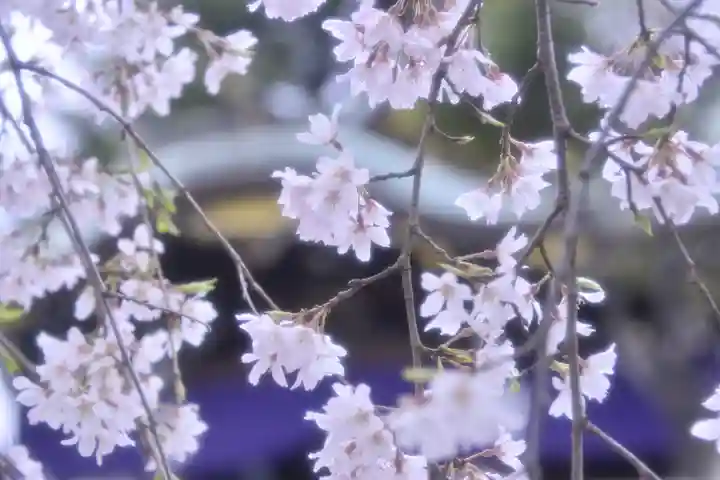 尾久八幡神社の自然