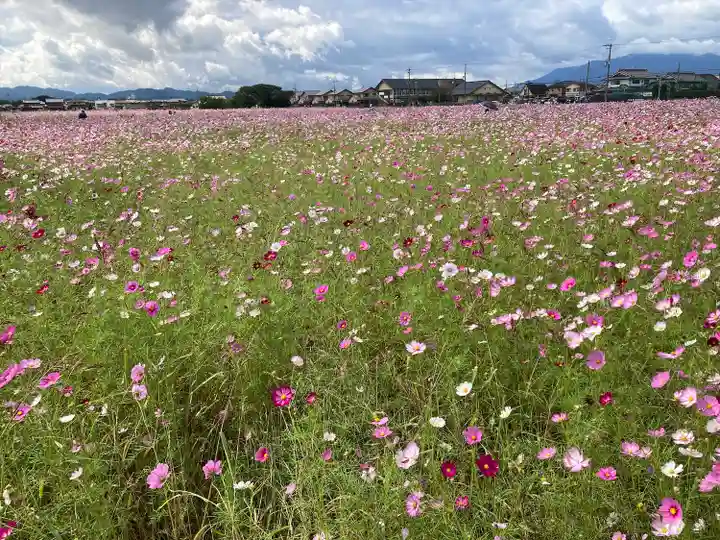 橿原神宮の自然
