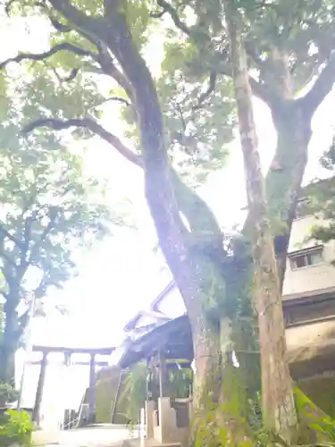 若一王子宮の自然