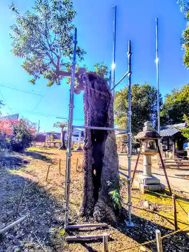 県神社（江吉良町）の自然