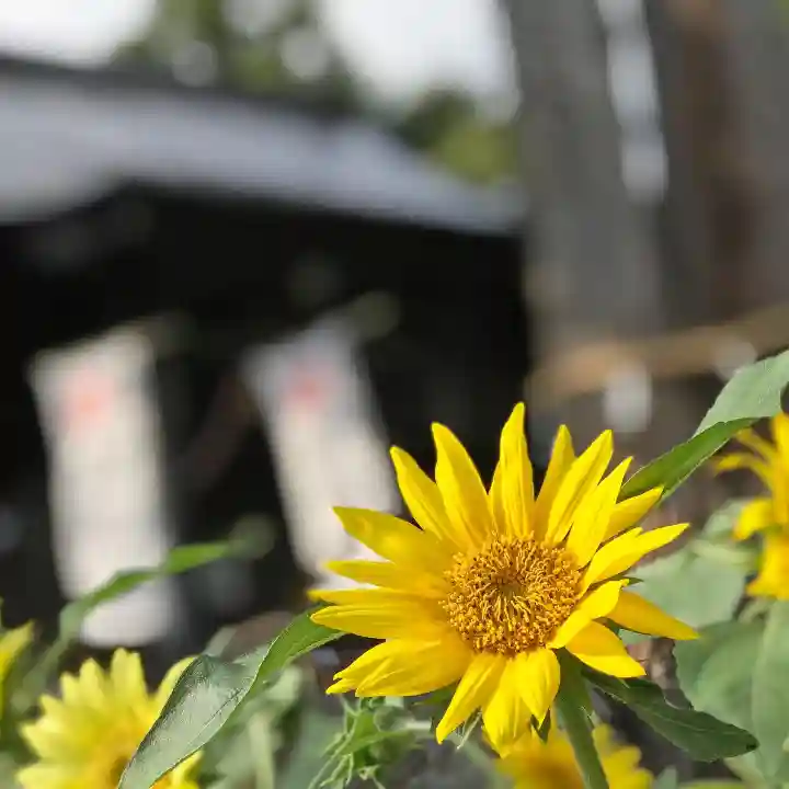高司神社〜むすびの神の鎮まる社〜の自然