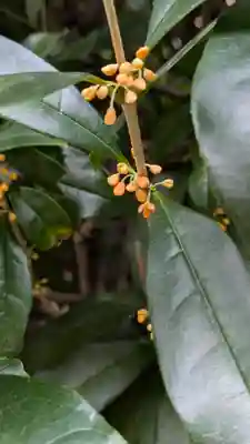 香雪院(京都府)