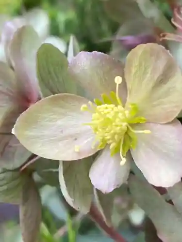 東京大神宮(東京都)