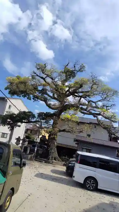 櫟谷七野神社(京都府)