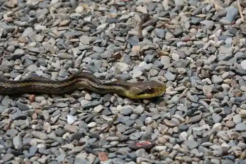 早馬神社の動物