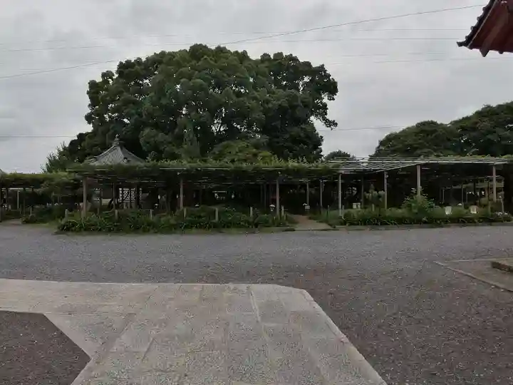 曼陀羅寺の自然