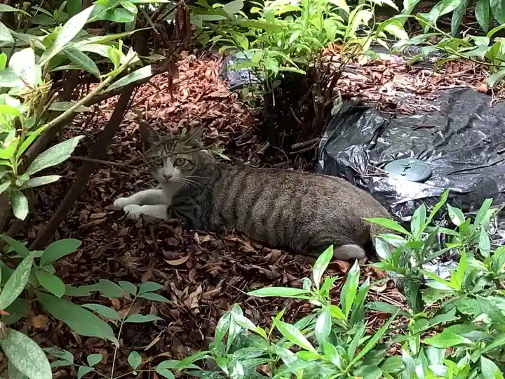 三輪神社の動物