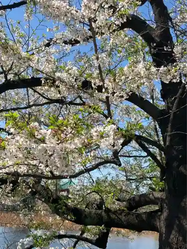 寛永寺不忍池弁天堂の自然