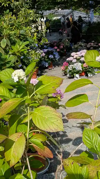 岡寺(龍蓋寺)(奈良県)