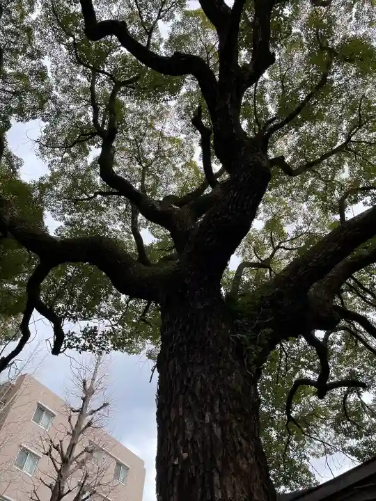 若一神社の自然