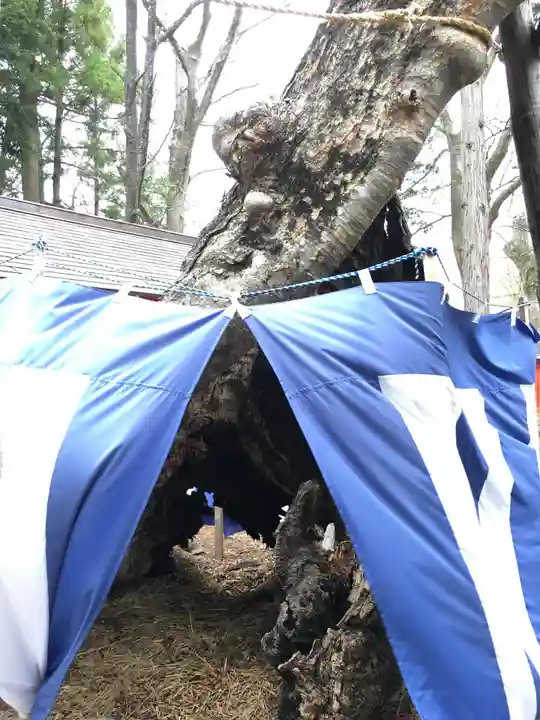 生島足島神社の自然