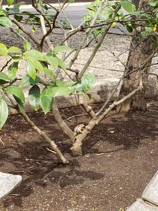 高円寺氷川神社(東京都)