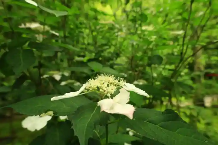 報国寺(神奈川県)