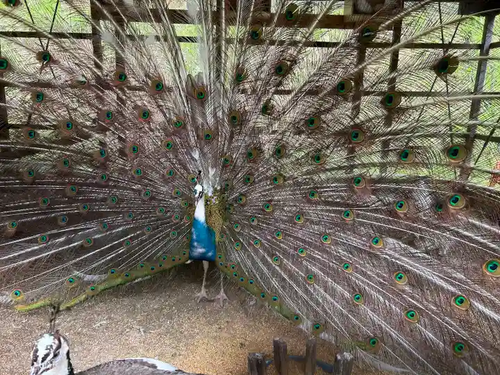 楽法寺(雨引観音)の動物