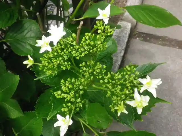 御霊神社の自然