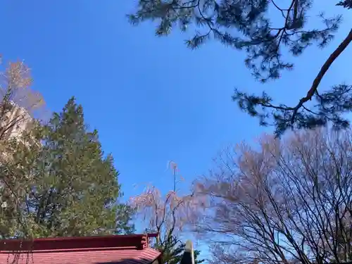 琴似神社の自然