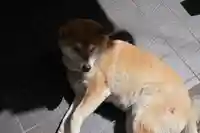 𠮷水神社(吉水神社)の動物