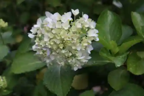 善峯寺(京都府)