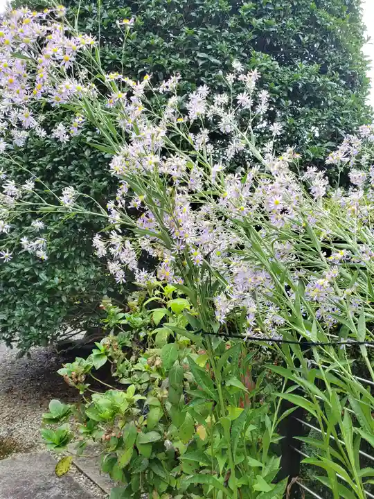 法善寺(埼玉県)