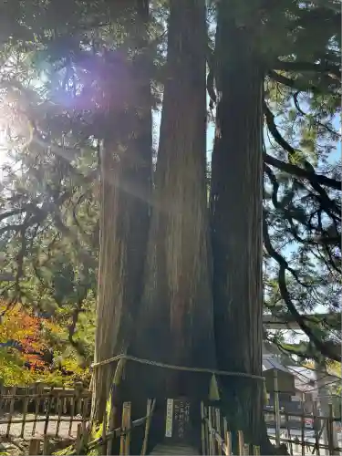 戸隠神社中社(長野県)