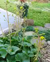 寿量山 速成寺の自然