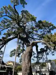 大慶寺の自然