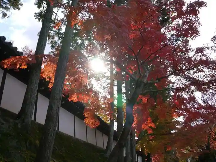 東福禅寺(東福寺)の自然