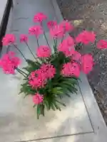 清洲山王宮 日吉神社の自然