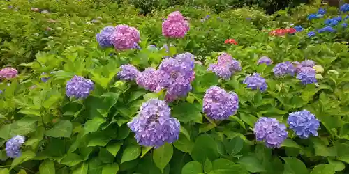 三室戸寺の自然