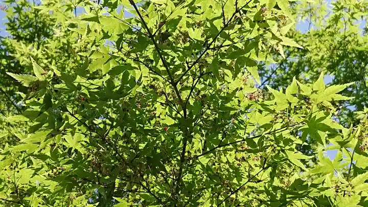 諏訪神社の自然