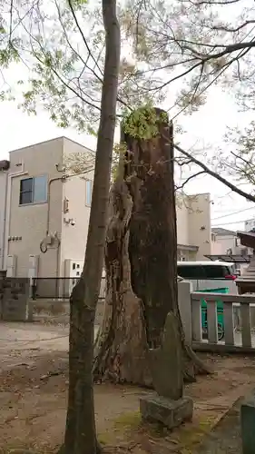 青渭神社の自然