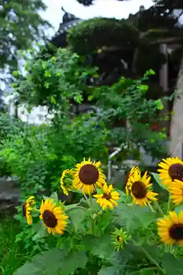 總持寺(東京都)
