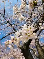 櫻井神社(新潟県)